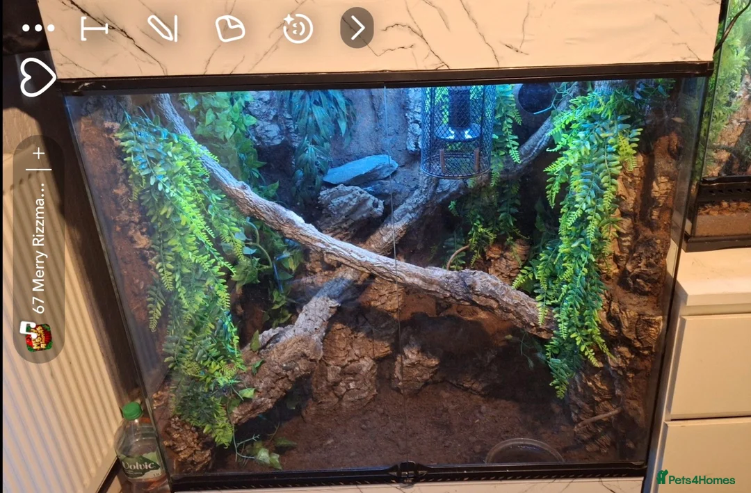 Frog reptiles for sale: White tree frogs and viv  - Advert 2