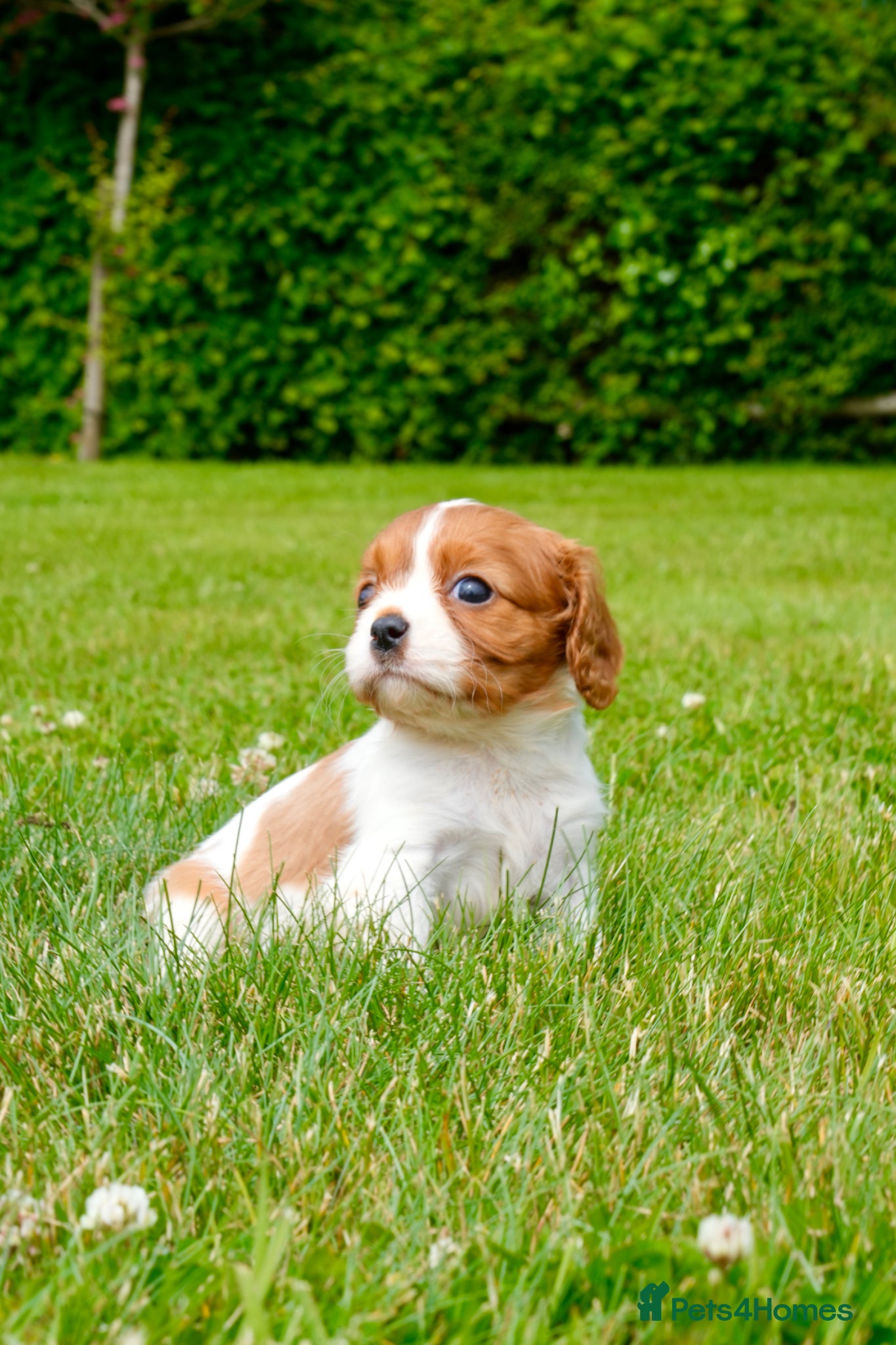 Cavalier King Charles Spaniel dogs for sale: Cavalier King Charles Puppies - Advert 12