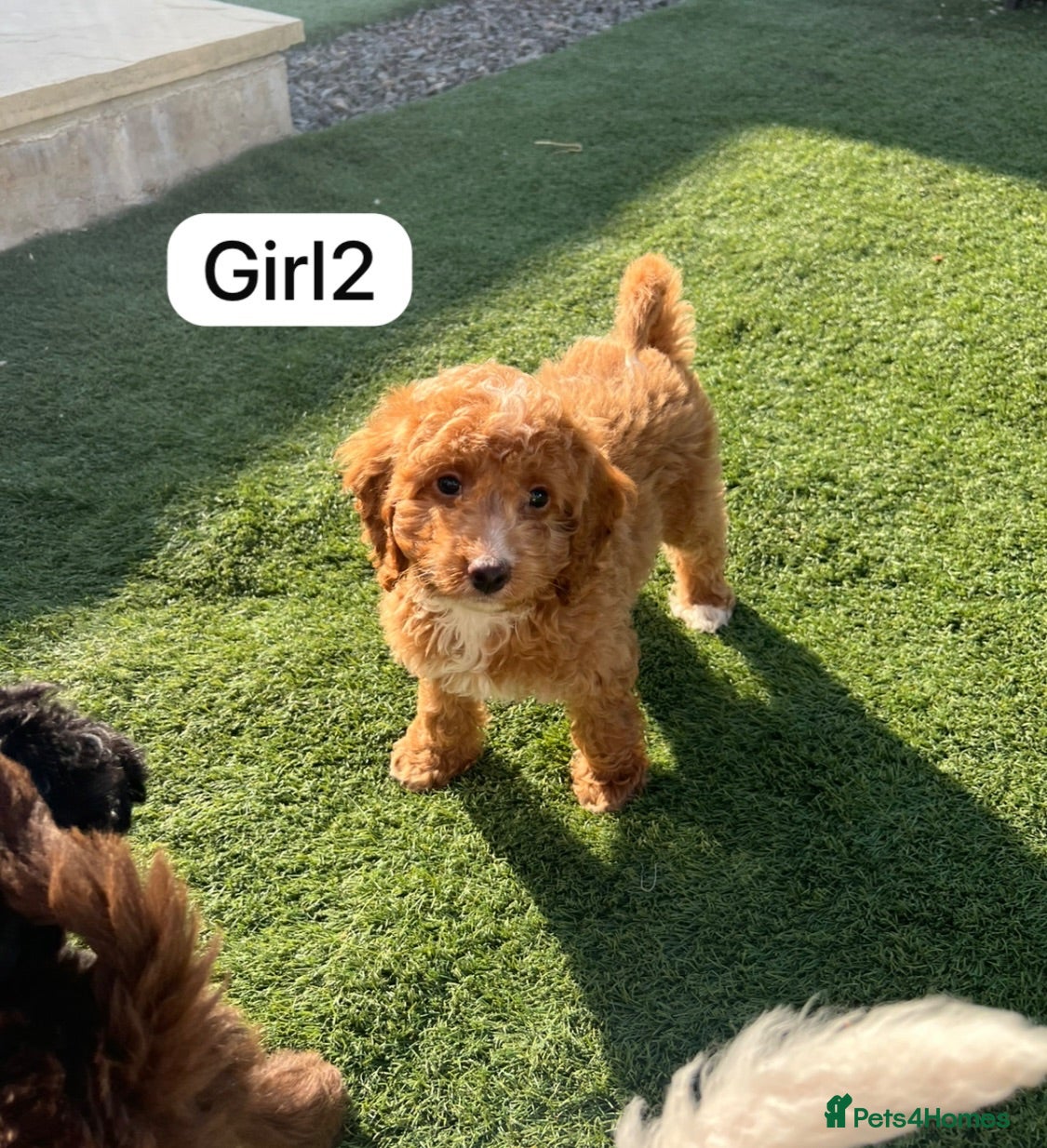 Cockapoo dogs Cockapoo puppies - Advert 7