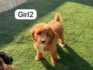 Cockapoo dogs Cockapoo puppies - Advert 7