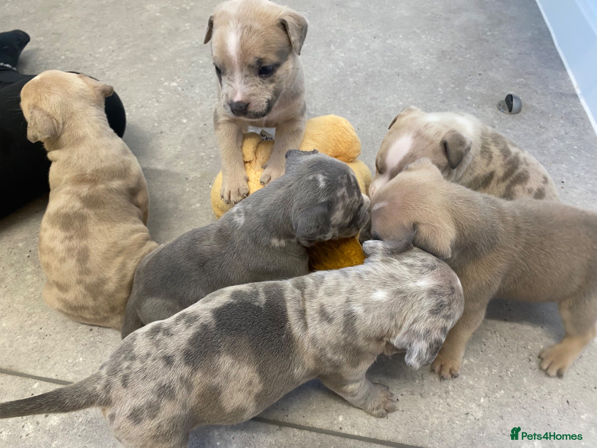 American Bully dogs 7 puppies looking for their new home  - Advert 16