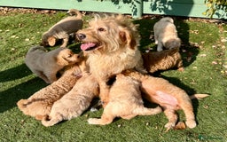 Labradoodle dogs for sale: Stunning F1b mini labradoodles  - Image 9