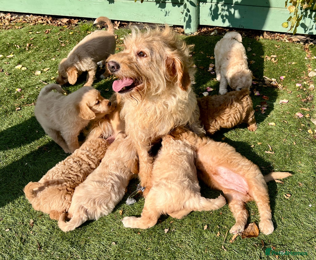 Labradoodle dogs for sale: Stunning F1b mini labradoodles  - Image 9