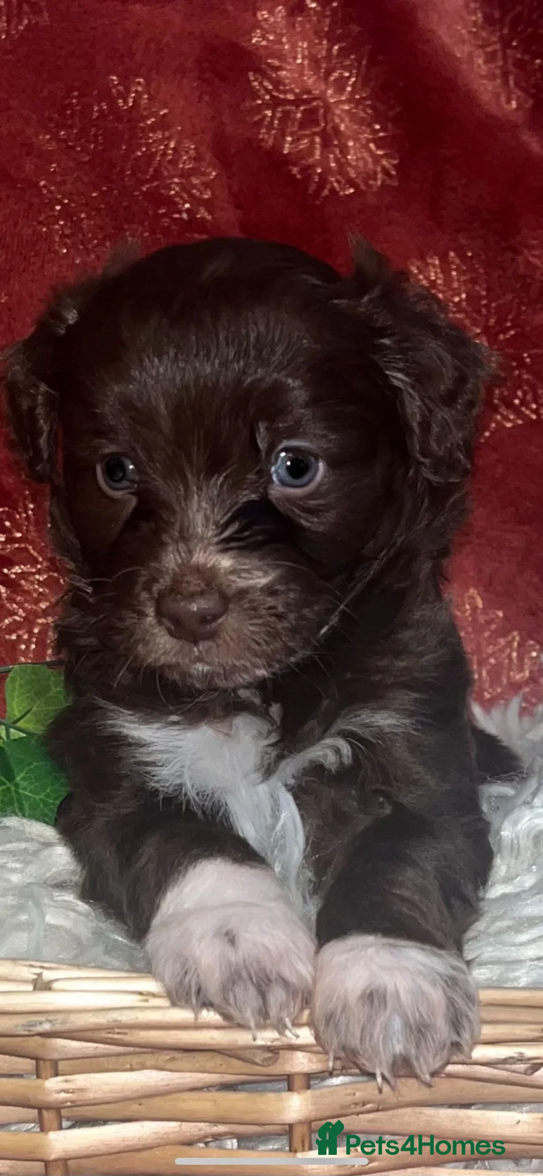 Cockapoo dogs for sale: Beautiful cockapoo puppies  - Advert 7