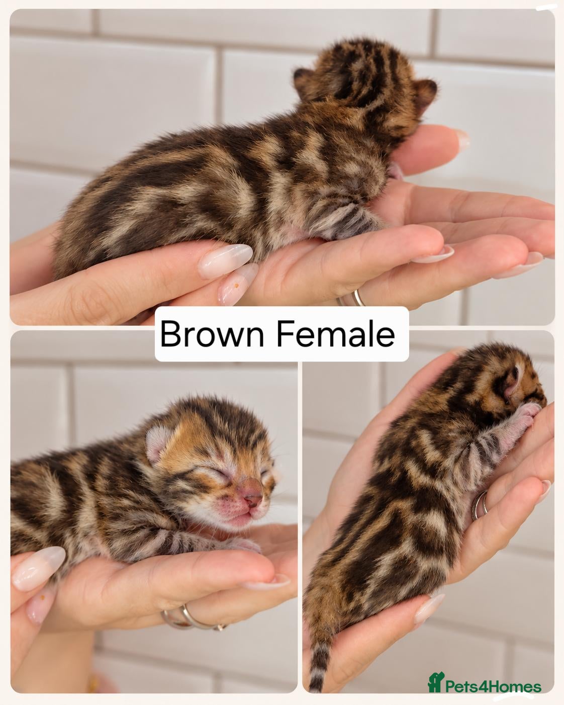 Bengal cats Exquisite Pedigree Bengal Kittens  - Advert 4