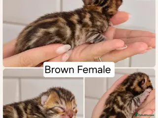 Bengal cats Exquisite Pedigree Bengal Kittens - Advert 4