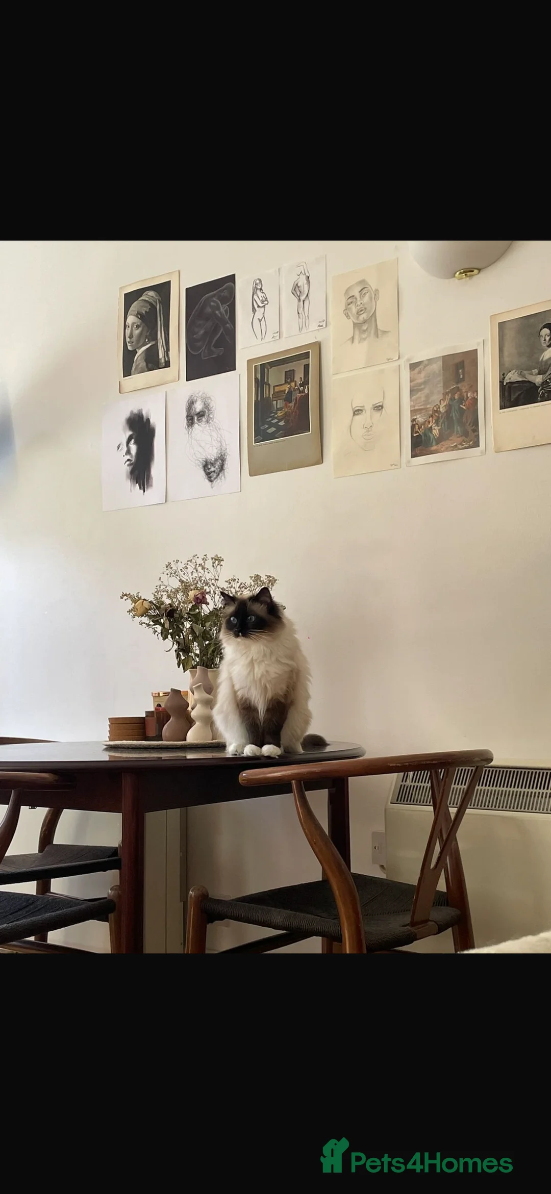 Ragdoll cats for sale: Active Female Ragdoll paper work  in Glasgow - Advert 2