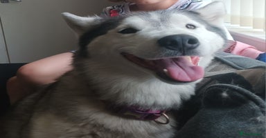 Siberian Husky dogs Pure Bred Siberian Husky for rehoming  - Advert 1