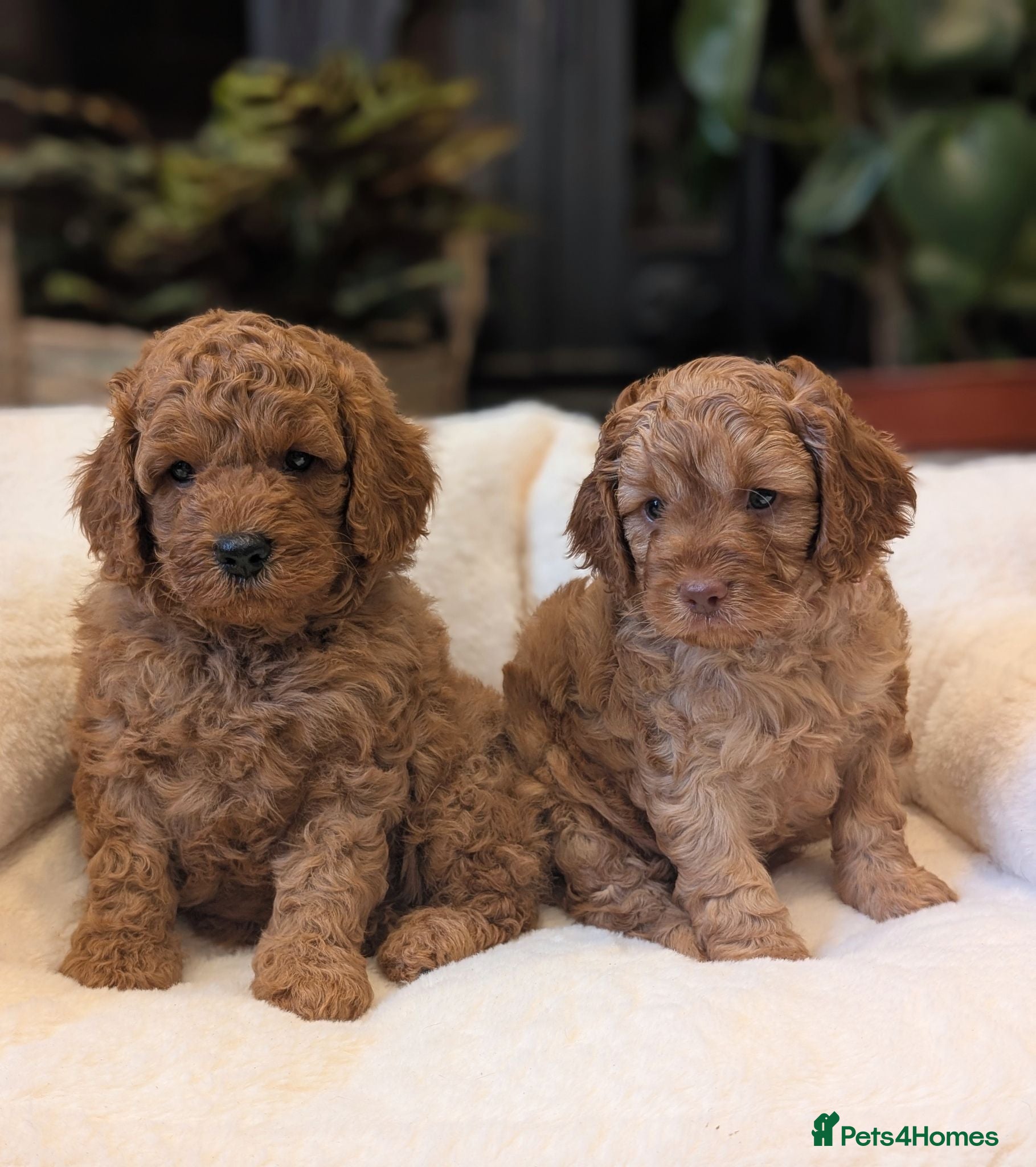 Cavapoo dogs Adorable F1b Cavapoo puppies.  - Advert 17