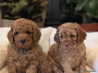 Cavapoo dogs Adorable F1b Cavapoo puppies. - Advert 2