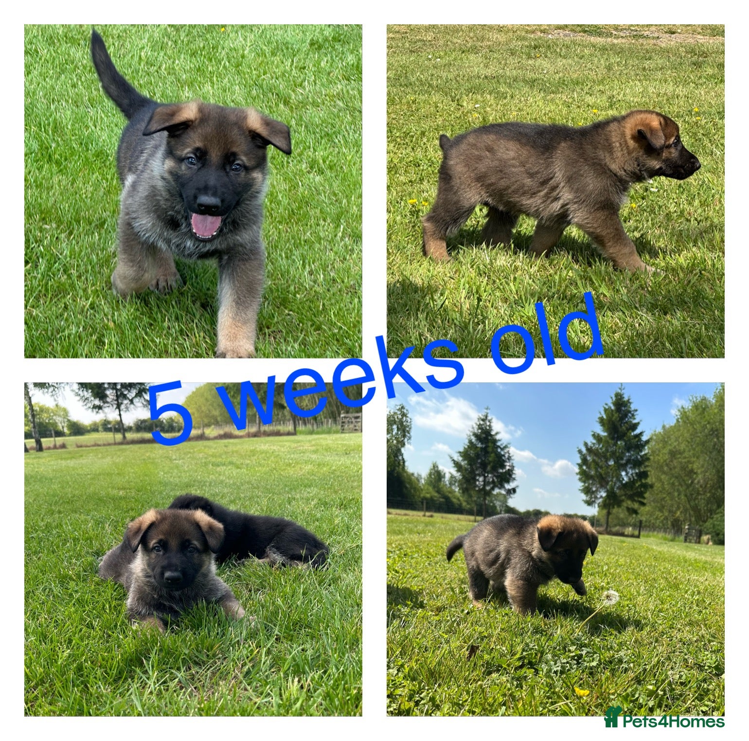 German Shepherd dogs Stunning KC Registered German Shepherd Puppies   - Advert 2