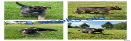 German Shepherd dogs for sale: Stunning KC Registered German Shepherd Puppies   - Advert 4