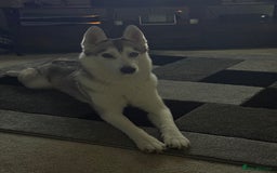 Siberian Husky dogs for sale: Husky  - Image 2