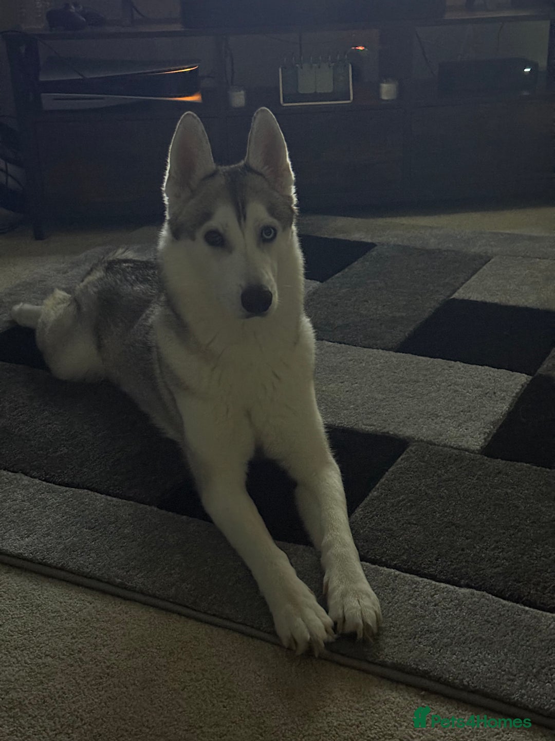 Siberian Husky dogs for sale: Husky  - Image 2