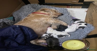 Mixed Breed dogs - Advert 11