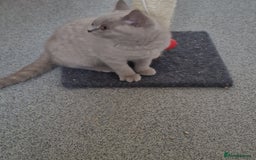 British Shorthair cats for sale: British shorthair - Image 10