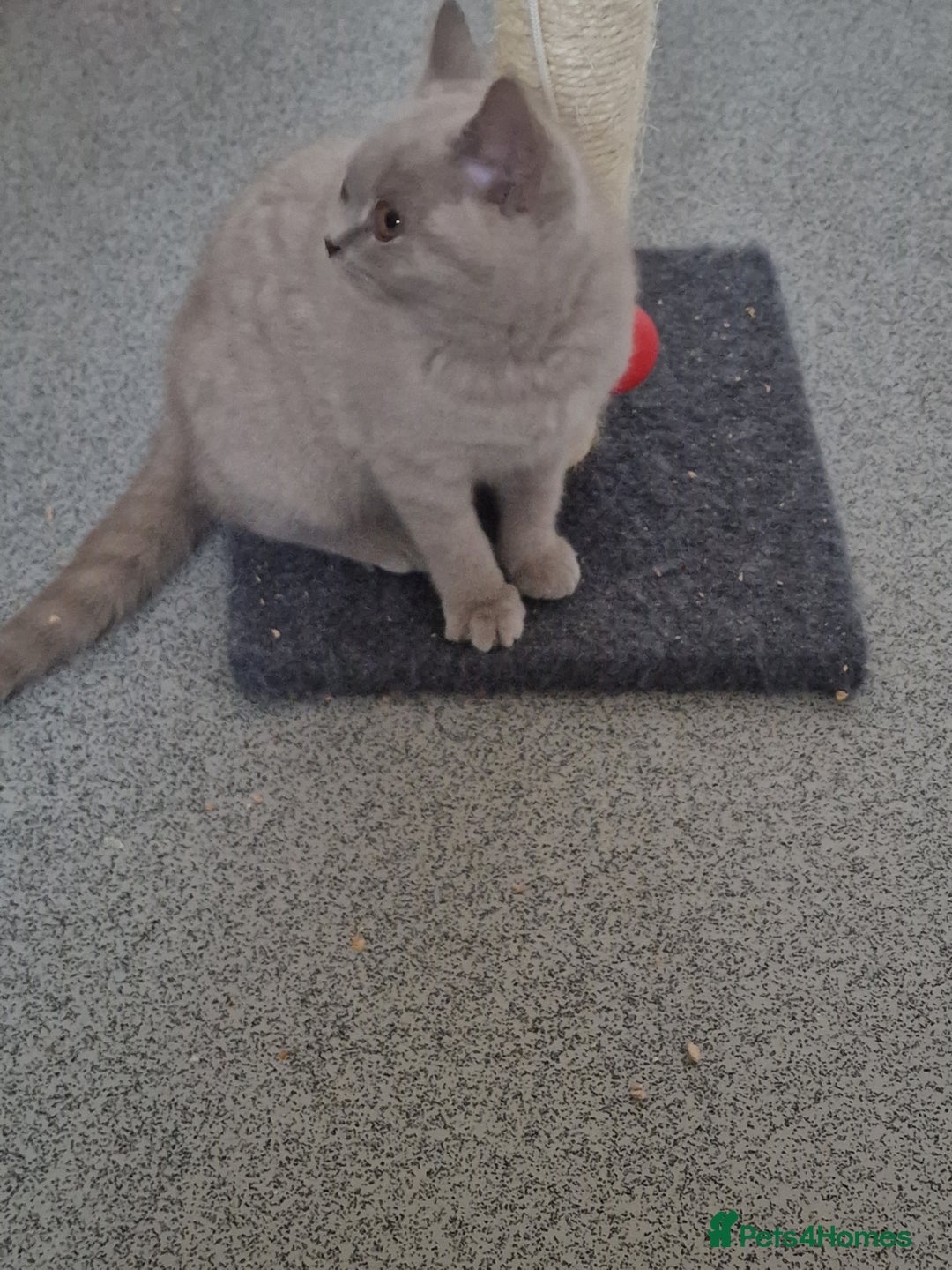 British Shorthair cats for sale: British shorthair - Image 10