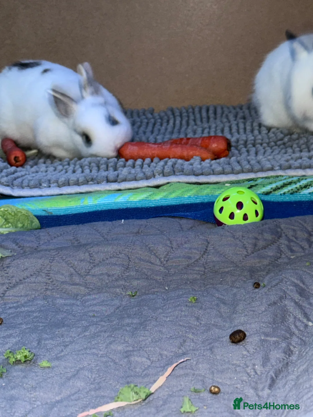 Netherland Dwarf rabbits for sale: 2 male Netherland dwarfs for rehoming  - Advert 2