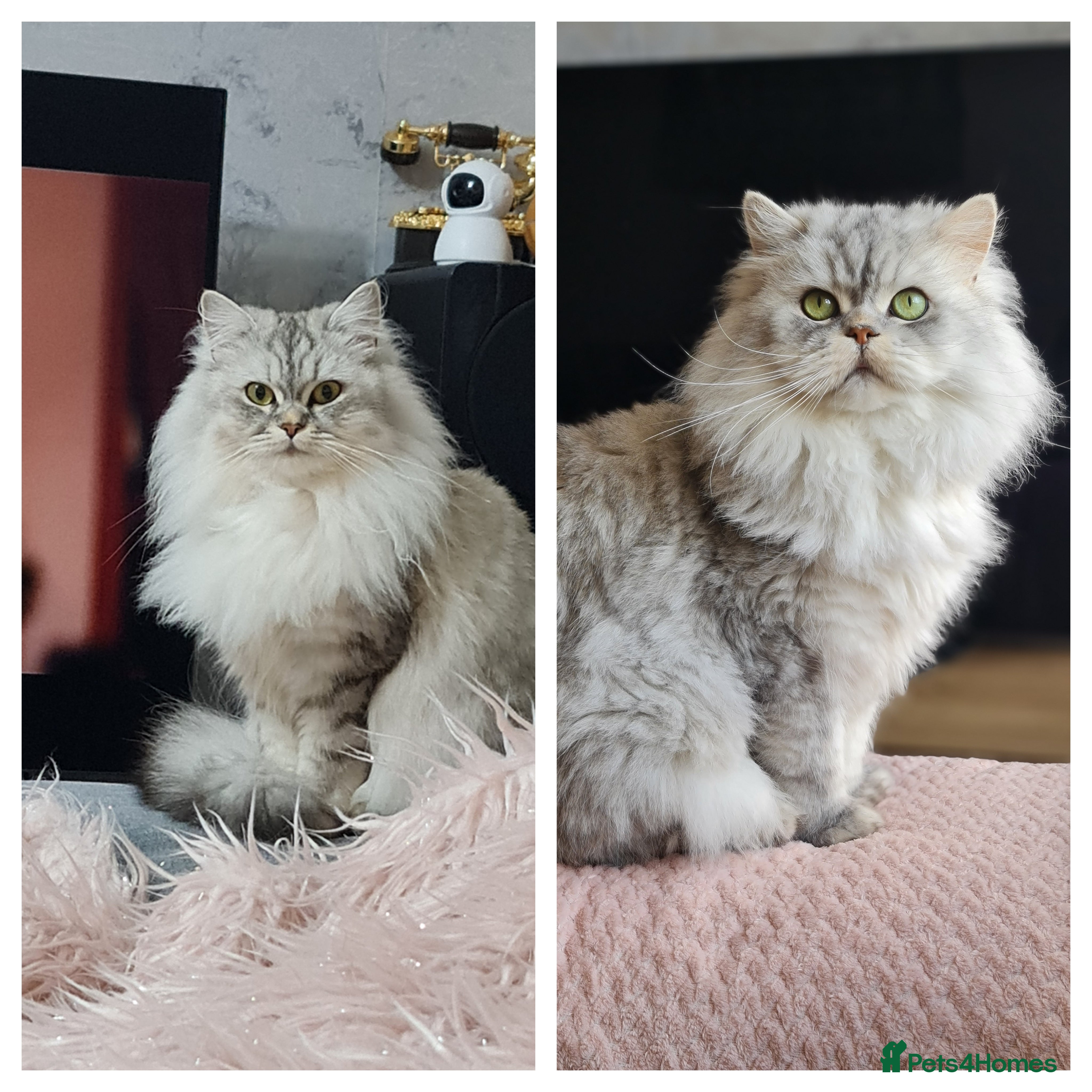 Persian cats Persian kittens  - Advert 11