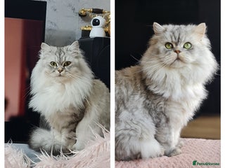 Persian cats Persian kittens - Advert 11