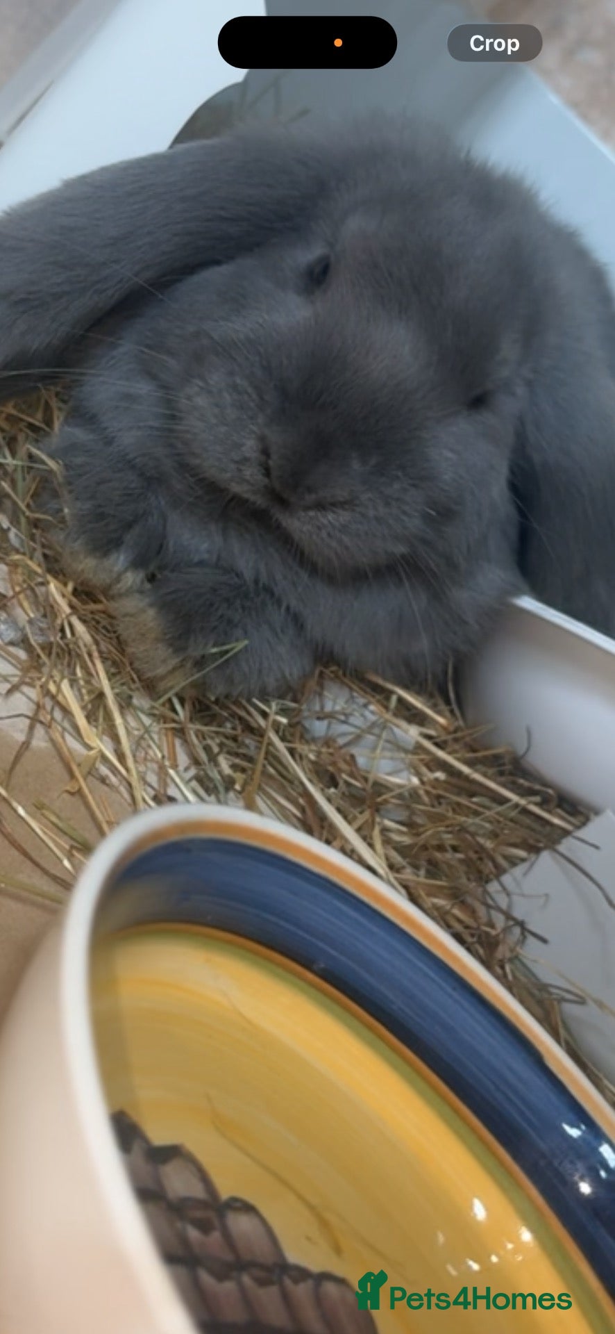 French Lop rabbits French lop bunny - Advert 1