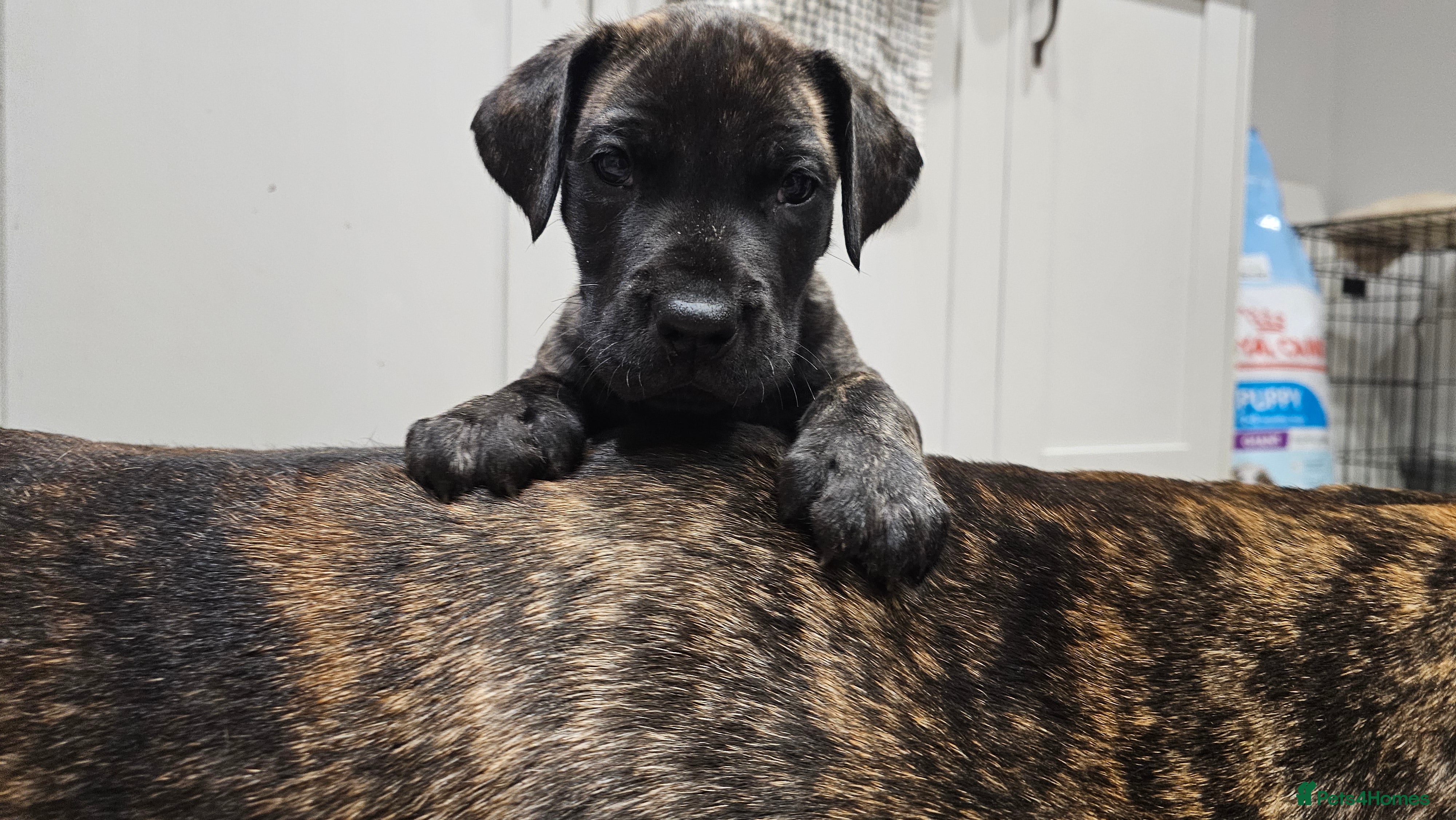 Great Dane dogs ONLY 2 LEFT Stunning Brindle Male Great Dane Pups - Advert 1
