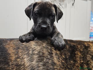 Great Dane dogs ONLY 2 LEFT Stunning Brindle Male Great Dane Pups - Advert 1