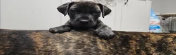 Great Dane dogs for sale: ONLY 1 LEFT Stunning Brindle Male Great Dane Pup - Advert 1
