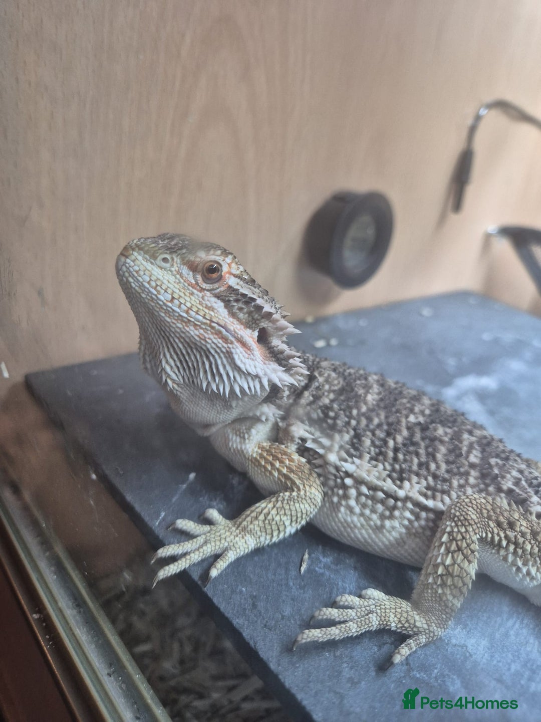 Bearded Dragon reptiles for sale: Bearded Dragon 5 months old - Advert 4