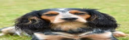 Cocker Spaniel dogs for stud: KC BrowFarm Black Magic (working cocker spaniel) - Advert 1