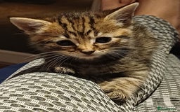 Mixed Breed cats for sale: 5 kittens available on Oct 2nd-9th - Image 1