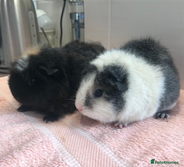 Guinea Pig rodents Beautiful Pigs - Boars, Sows, Pairs and Single - Advert 14