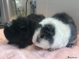 Guinea Pig rodents Beautiful Pigs - Boars, Sows, Pairs and Single - Advert 4