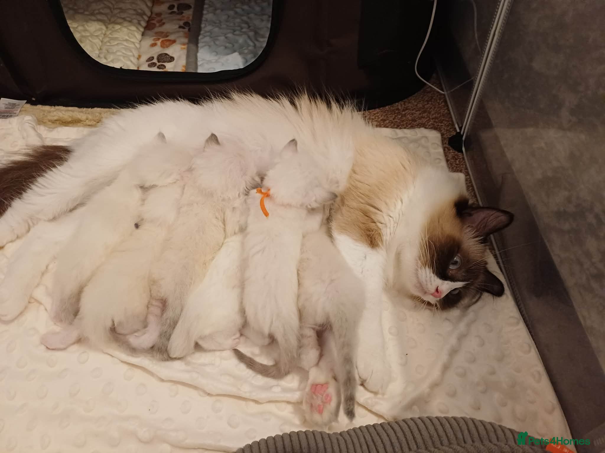 Ragdoll cats Beautiful Ragdoll Kittens  - Advert 5