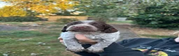 Cocker Spaniel dogs for sale: Working cocker spaniels  - Advert 9