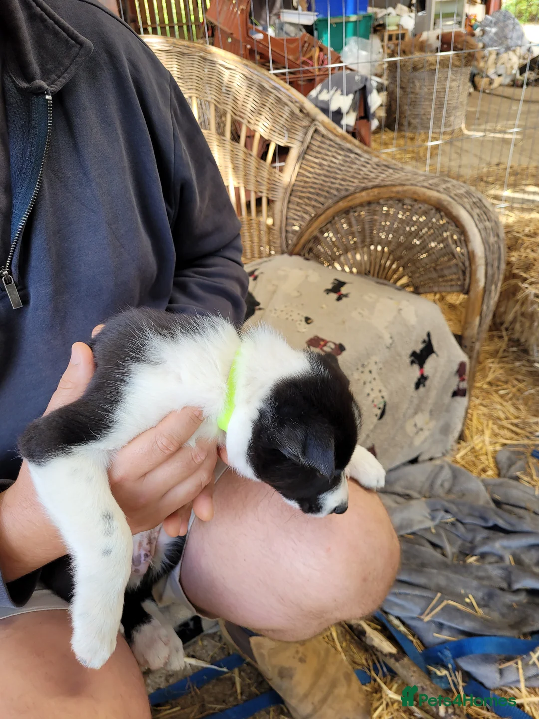 Border Collie dogs for sale: Gorgeous Border Collie Pups in Beaconsfield - Advert 2