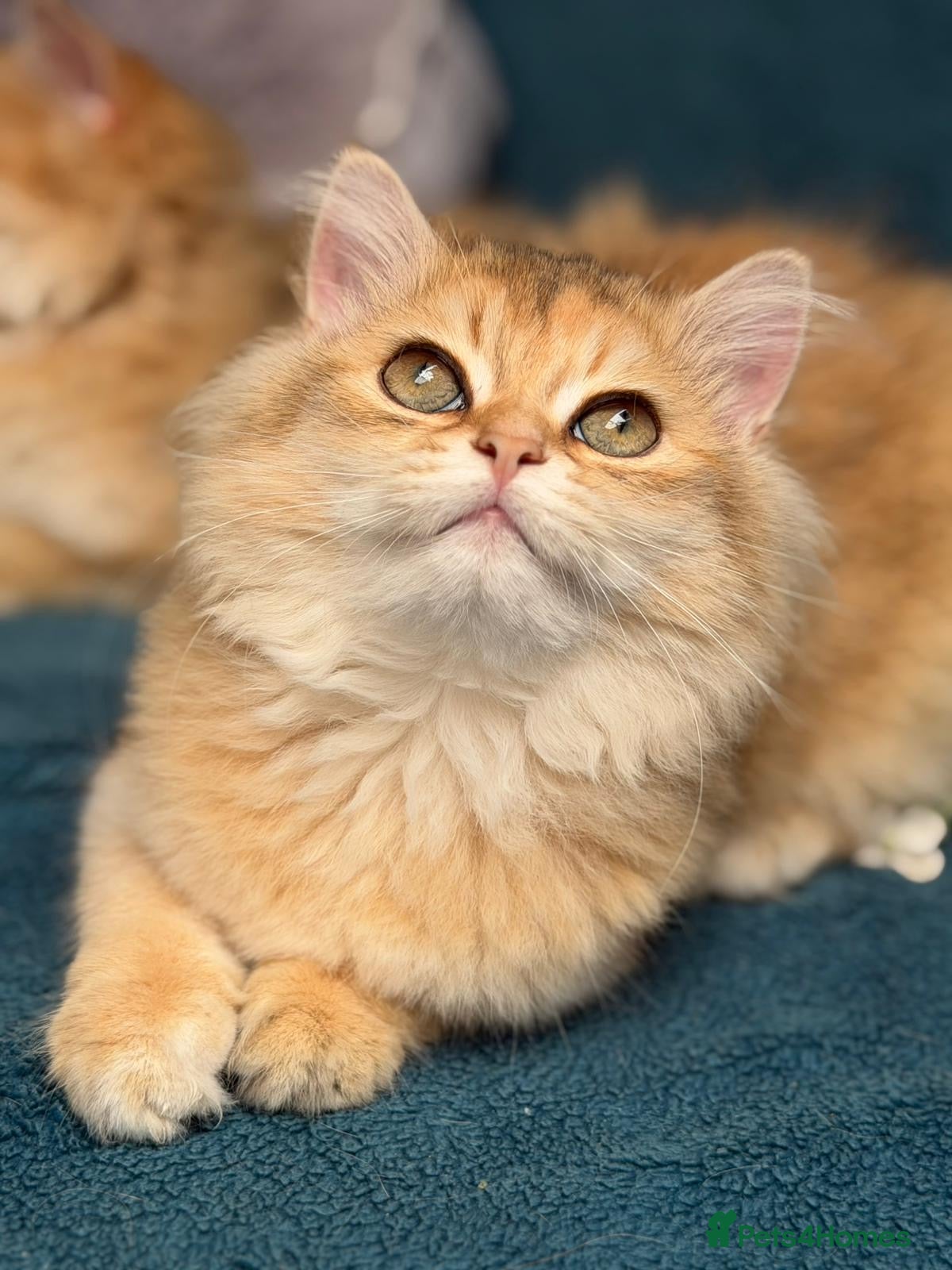 British Longhair cats for sale: ✨TICA REGISTERED GOLDEN LONGHAIR KITTENS✨ - Advert 10