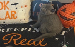 British Shorthair cats for sale: Kittens available to reserve  - Image 5