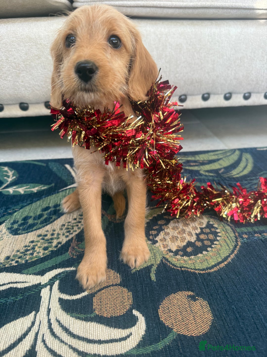 Labradoodle dogs for sale: Unique Stunning miniature doodles - Advert 3