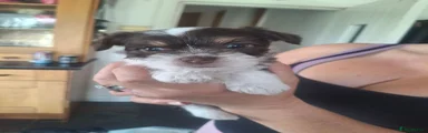 Chorkie 1