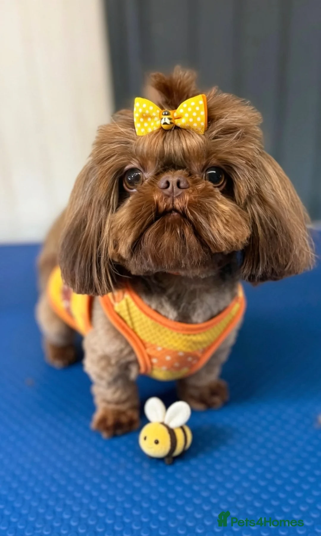 Shih Tzu dogs for stud: 🐶💎 Bumble – Imperial Shih Tzu Stud, kc reg 💎🐶 - Advert 1