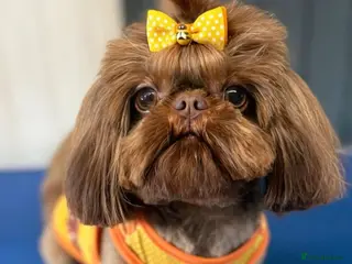 Shih Tzu dogs 🐶💎 Bumble – Imperial Shih Tzu Stud, kc reg 💎🐶 - Advert 1