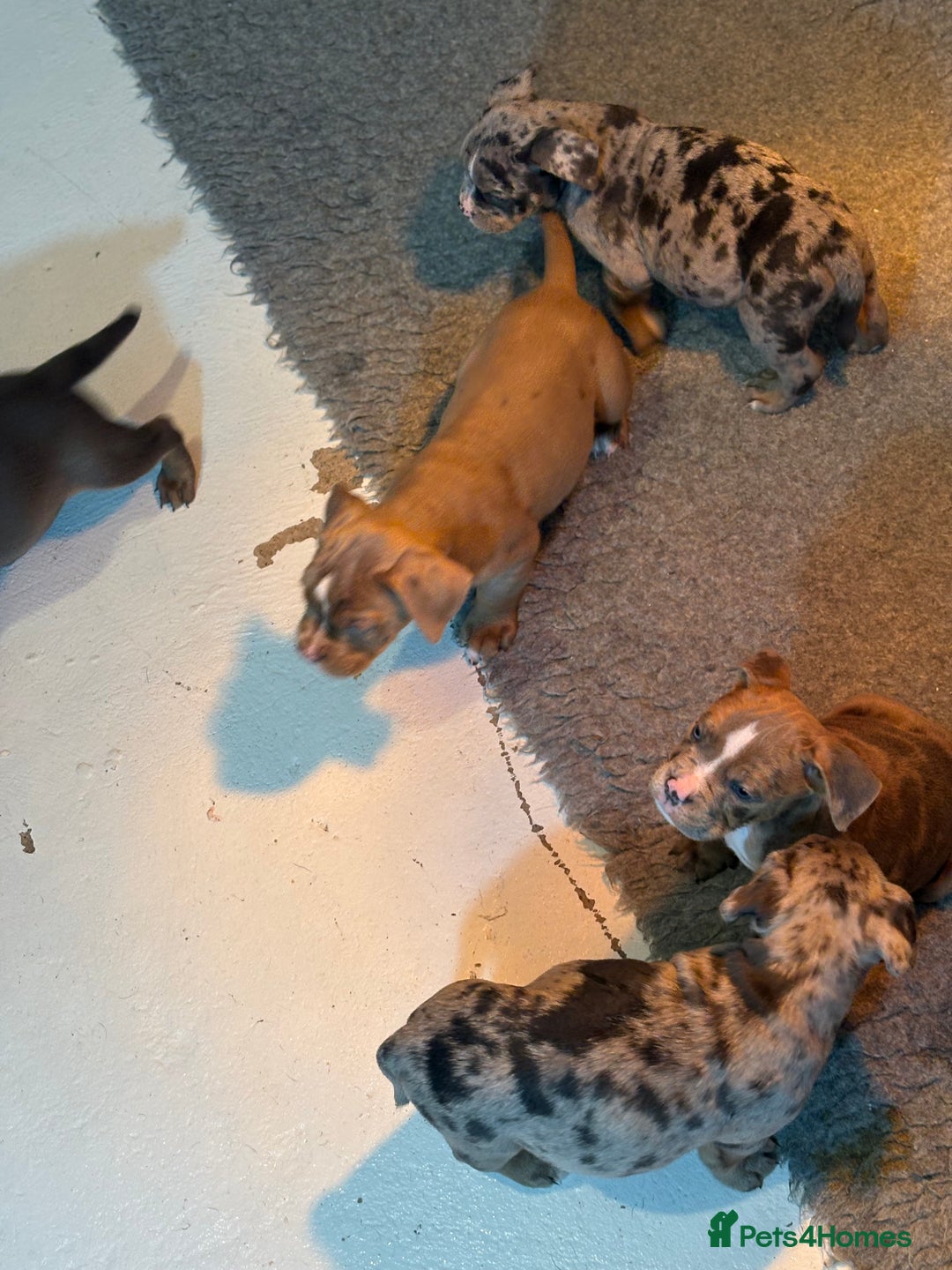 Olde English Bulldogge dogs for sale: 8 week old Olde English Bulldogges  - Advert 30