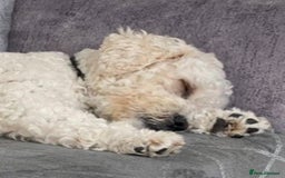 Cavapoo dogs for stud: Gorgeous F1 Cavapoo for stud - Image 2