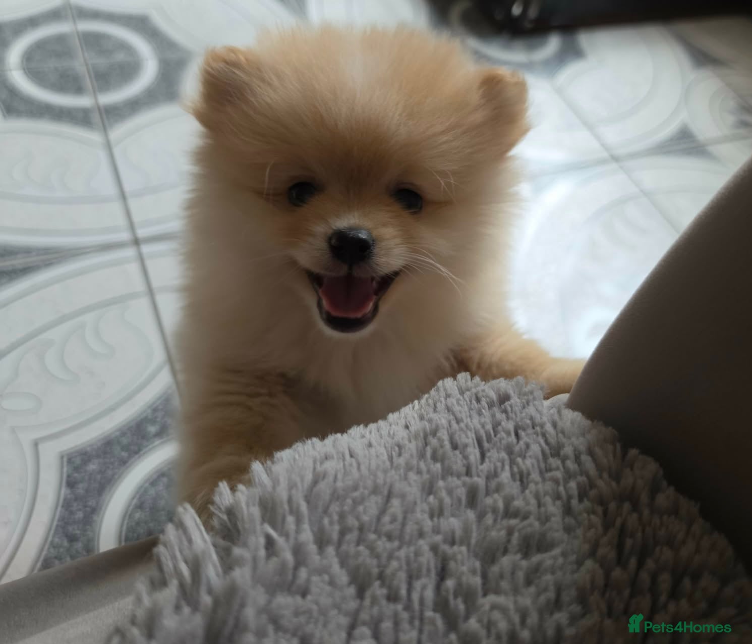 Pomeranian dogs  POMERANIAN TEDDY BEAR PUPPIES. 1 BOY AVAILABLE  - Advert 2
