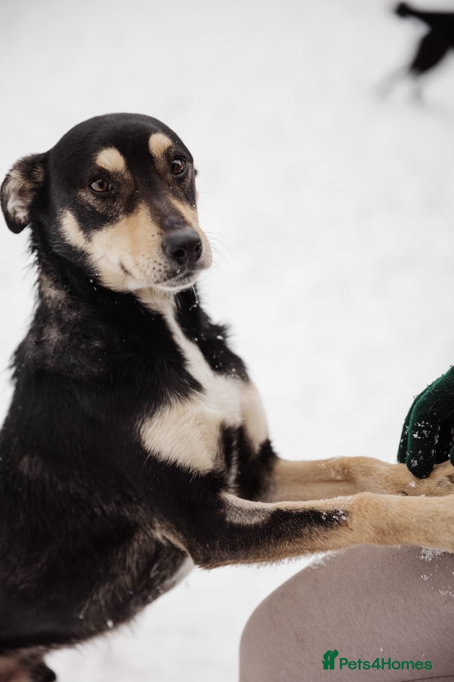 Mixed Breed dogs 💙BARSIK💙- 1,5 yo low-medium boy, sweet&social  - Advert 1