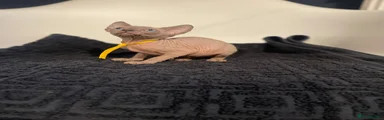 Sphynx Kitten 3