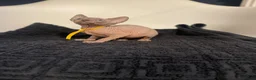 Sphynx cats for sale:     Exceptional TICA Sphynx Kittens  - Advert 16