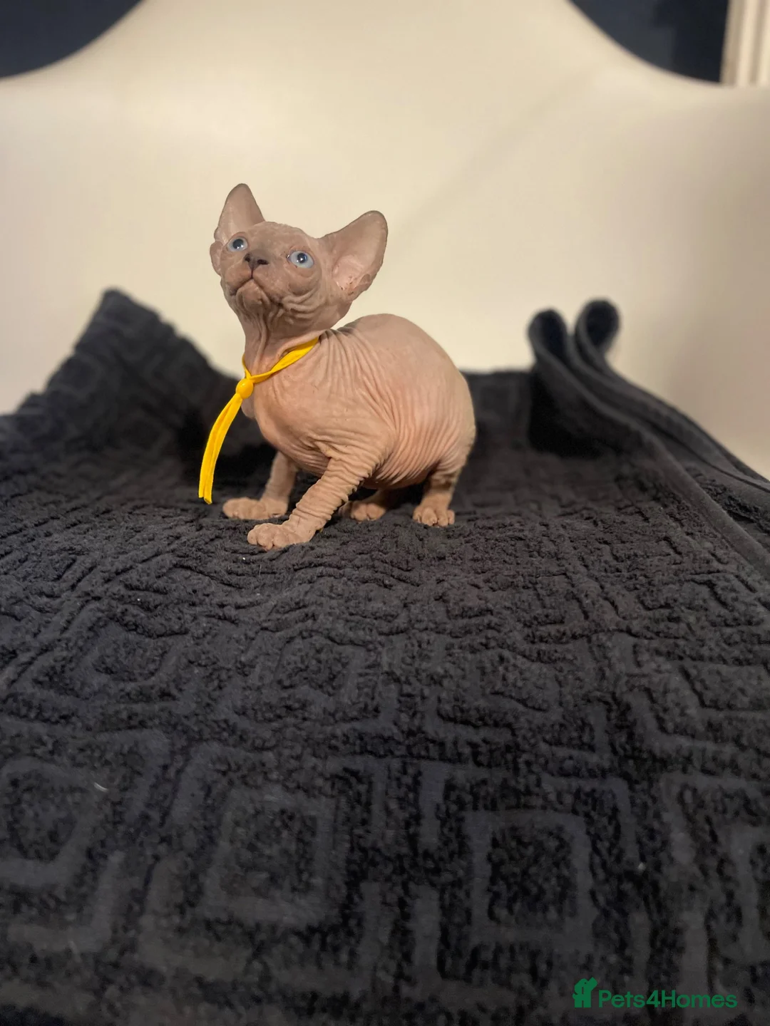 Sphynx cats for sale:     Exceptional TICA Sphynx Kittens  - Advert 16
