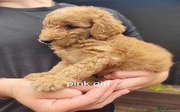 Labradoodle dogs for sale:  Apricot Doodle labradoodles - Image 14